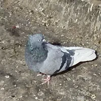 1عددماده|پرنده|پاکدشت, خاتون آباد|دیوار