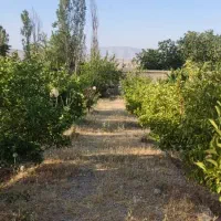 زمین باغی و ملکی وکارگاهی|فروش زمین و ملک کلنگی|شیراز, جمال آباد|دیوار