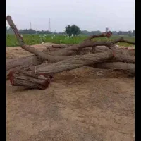 قطع درختان مزاحم|خدمات باغبانی و درختکاری|سیریک, |دیوار