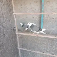 ۱۳تاابلغ پرش سنگین ۴تا جوجه جیر