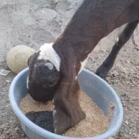 بز پنجاپ ناگرا ابستن