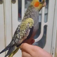 عروس هلندی نر ۴ ماهه