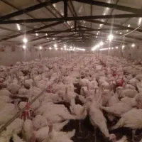 بوقلمون ارگانیک