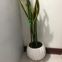 بوفه چوبی در حد نو کار خاص اصفهان و‌گل طبیعی|بوفه، ویترین، کنسول|تهران, صادقیه|دیوار