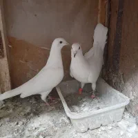 دو جفت کبوتر خارجی پتی وآله عالی