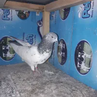 کبوتر