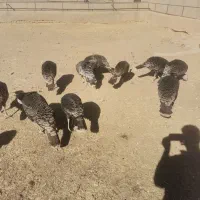 فروش 11 عدد بوقلمون برنز، ماده|حیوانات مزرعه|قزوین, |دیوار