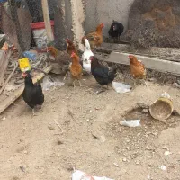 مرغ فریح