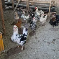 تخم مرغ نطفه دار گلین پنگوئنی