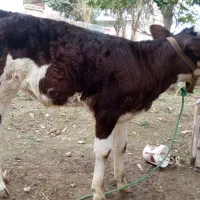 گوساله ماده جنس