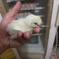 جوجه گلپایگانی ۵ روزه اصلاح شده