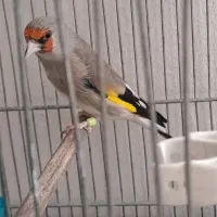 سهره کرمانی اصیل