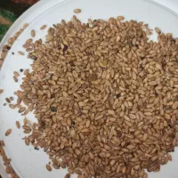 گندم دیم تمیز