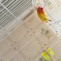 کوتوله برزیلی فیشر طلایی