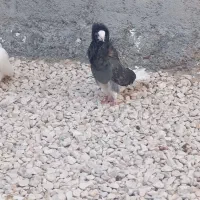 جفت کبوتر سوپر شامپیون درجه یک کشیده شهرگله دار