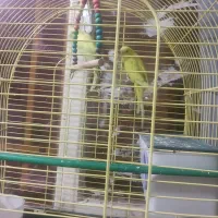 مرغ عشق همراه لوازمات