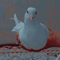 کفتر‌سفید‌پر‌پا‌