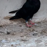 کبوتر رنگی|پرنده|گنبد کاووس, |دیوار