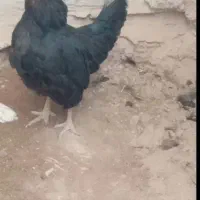 مرغ و خروس