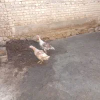 بوقلمون