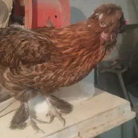 مرغ بومی