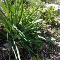 پرموسیر تازه