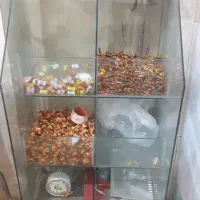 ویترین شکلات تخمک و...