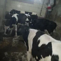 فروش سه راس گوساله