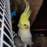 عروس هلندی مژدگانی دار