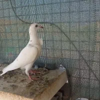 جوجه اوقون فری نر
