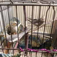 عروس هلندی|پرنده|خاوران, |دیوار