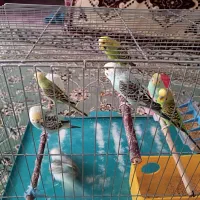 مرغ عشق هلندی|پرنده|ابریشم, |دیوار