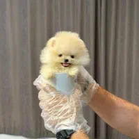 پامرانین خرسی پامرانین عروسکی سایز صفر Pomeranian