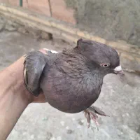 ماده دمسفید