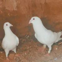 3جفت کفتر جوجه کشی