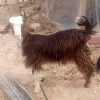 بیگ نر و ماده