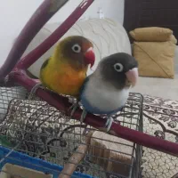 جفت طوطی برزیلی