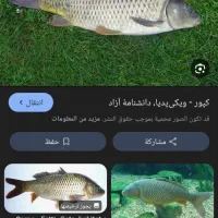 ماهی جا گذاشته