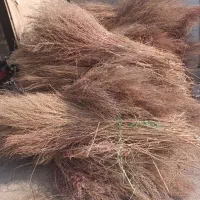 جارو محلی
