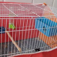 قفس پرنده و فنر لوله باز کنی