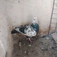 نر سوسکی سیاه|پرنده|بیرجند, |دیوار