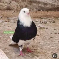 شازده ماده غریب