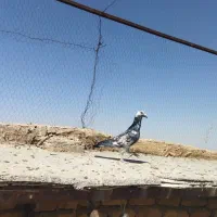 کبوتر