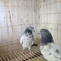 جفت ساعتی کله سبز|پرنده|حمیدیه, |دیوار