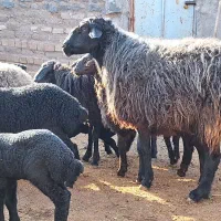 فروش دام|حیوانات مزرعه|قم, شهرک توانیر|دیوار