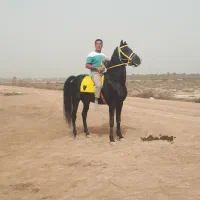 اسب سیلمی باراد سینا