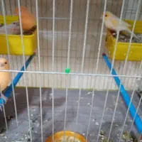 قناری|پرنده|یزد, |دیوار