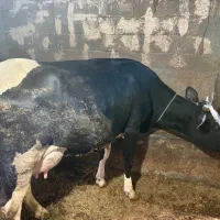 گاو با گوساله سیمینتال