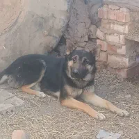 سگ ژرمنی|سگ|زرند, |دیوار