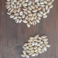 فروش مغز و پسته|خوردنی و آشامیدنی|مه ولات, |دیوار